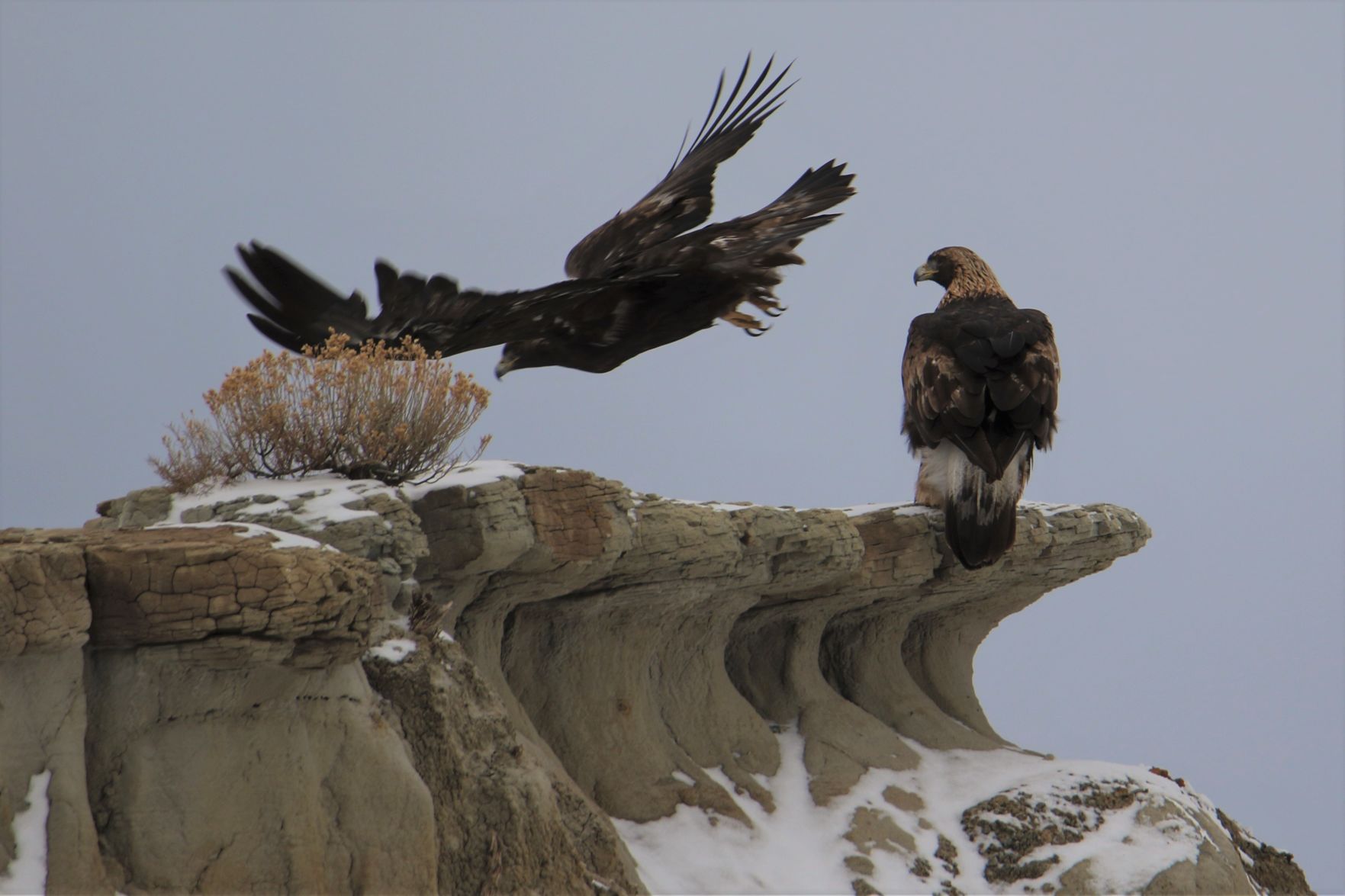 Golden Eagle Perch